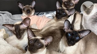 6 cats in the house is always fun 😁👍😁 oriental cats | cat family | cats life 😁 by Clan of Lumier 199 views 1 day ago 7 minutes, 21 seconds