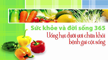 Uống hạt đười ươi chữa khỏi bệnh gai cột sống