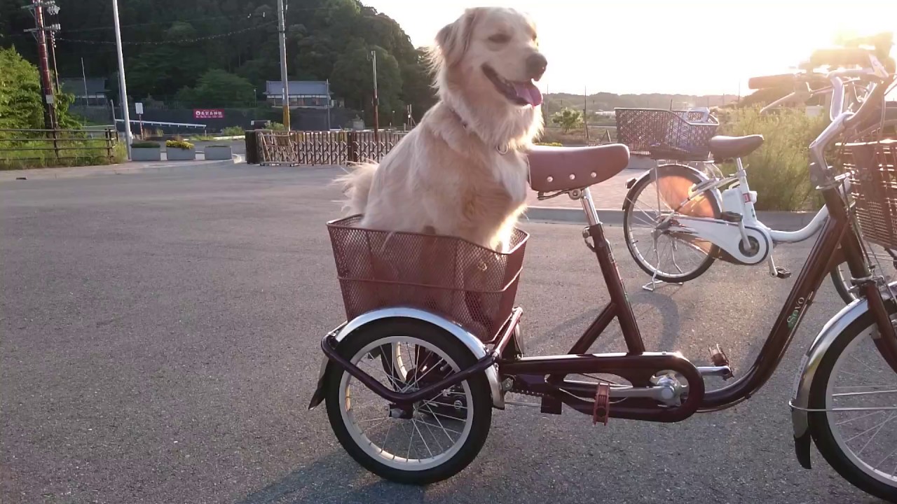 3輪自転車に乗るゴールデンレトリバー - YouTube