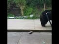 Black bear up close