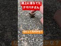路上のクマバチさん飛べなくなっちゃったのかな?