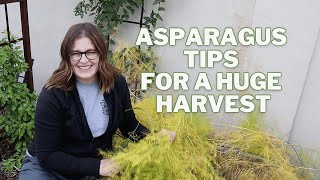 ASPARAGUS Tips for a HUGE Harvest