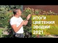 ИТОГИ ЦВЕТЕНИЯ ЭВОДИИ 2021 | ИСТОРИЯ МОЕЙ ЭВОДИИ | ПчелоСад