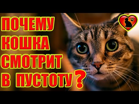 Почему Кошка Смотрит На Пустую Стену?! Почему Кошка Сидит в Углу? Почему Кошка Смотрит В Пустоту?