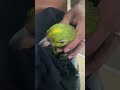 Como AMA el bańo a 🥝kiwi el lorito🦜