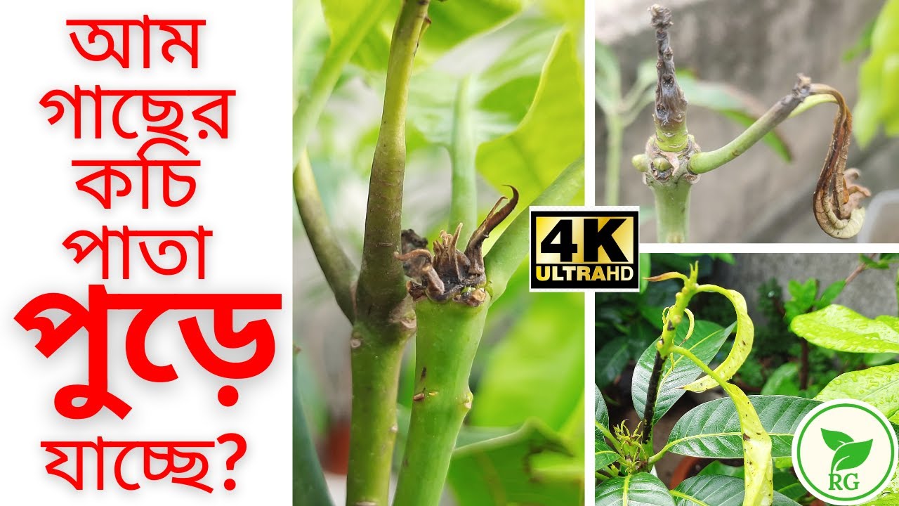 আম সহ বিভিন্ন ফল গাছের পাতা কি এরকম হচ্ছে  | Calcium Deficiency Symptom নয় তো? RAJ Gardens | 4K