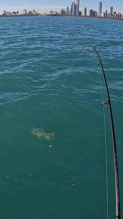 BIG Lake Trout Caught in Downtown Chicago Lake Michigan #fishing #shorts 