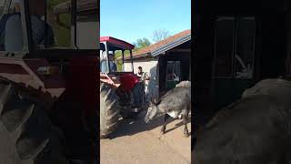 Klanje Junice 06.04.2024