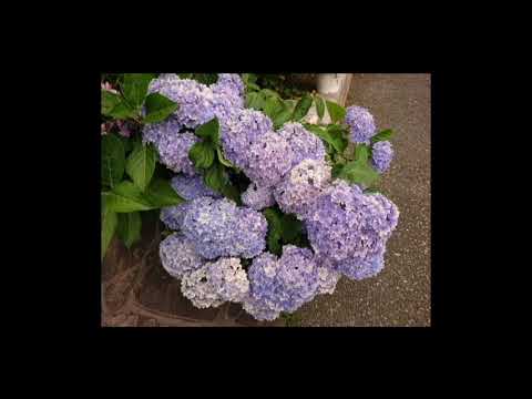 世界に一つだけの花 / SMAP ( Cover )