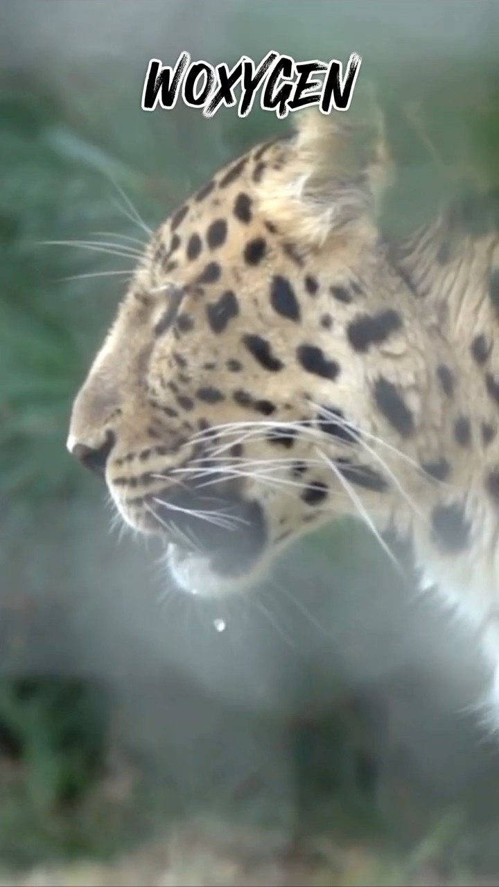No One Has Ever Seen This Hunt - Snow Leopard vs Bharal  #facts #wildlife