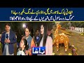 Jilani  Park Lahore Main Gul-E-Daudi  Nay Rang bakhair Diya!! | Tamasha | 09-Dec-2021