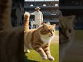 cat running in cricket ground #cricket #viral #babarazam #viratkohli #ipl #ashes #bpl #sydney #six