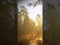 Beautiful morning | sounds of #nature #relaxingmusic