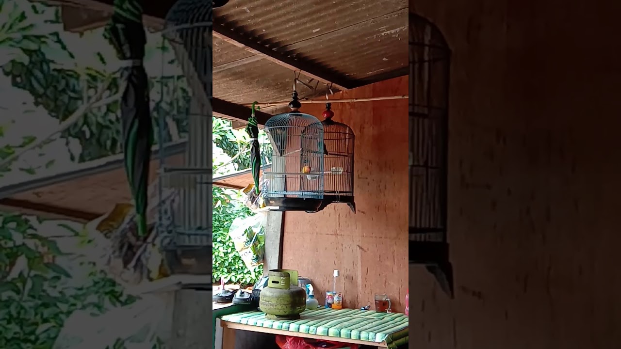 Kicau burung 