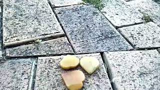 The wealth of Yellow Jade