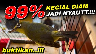 Ciak Joss Kecial Kuning Ampuh Bikin Kecial Malas Bunyi Jadi GACOR‼️