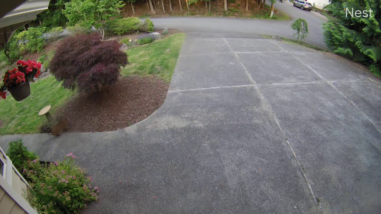 Рысь гонится за зайцем - YouTube