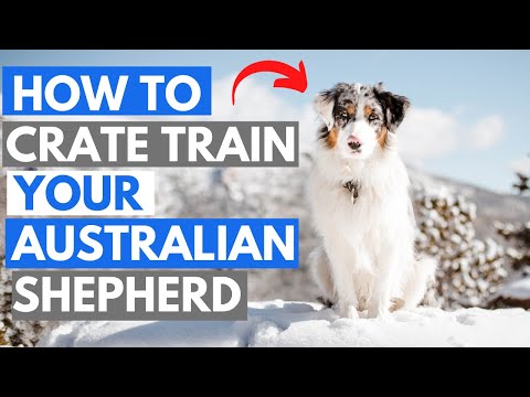 How to Crate Train your Australian Shepherd (In 6 Steps)