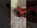 Gizmo loves rubs 🙃 #shorts #fyp #youtubeshorts #shortvideo #foryoupage #shortfeeds #yorkielife #dog
