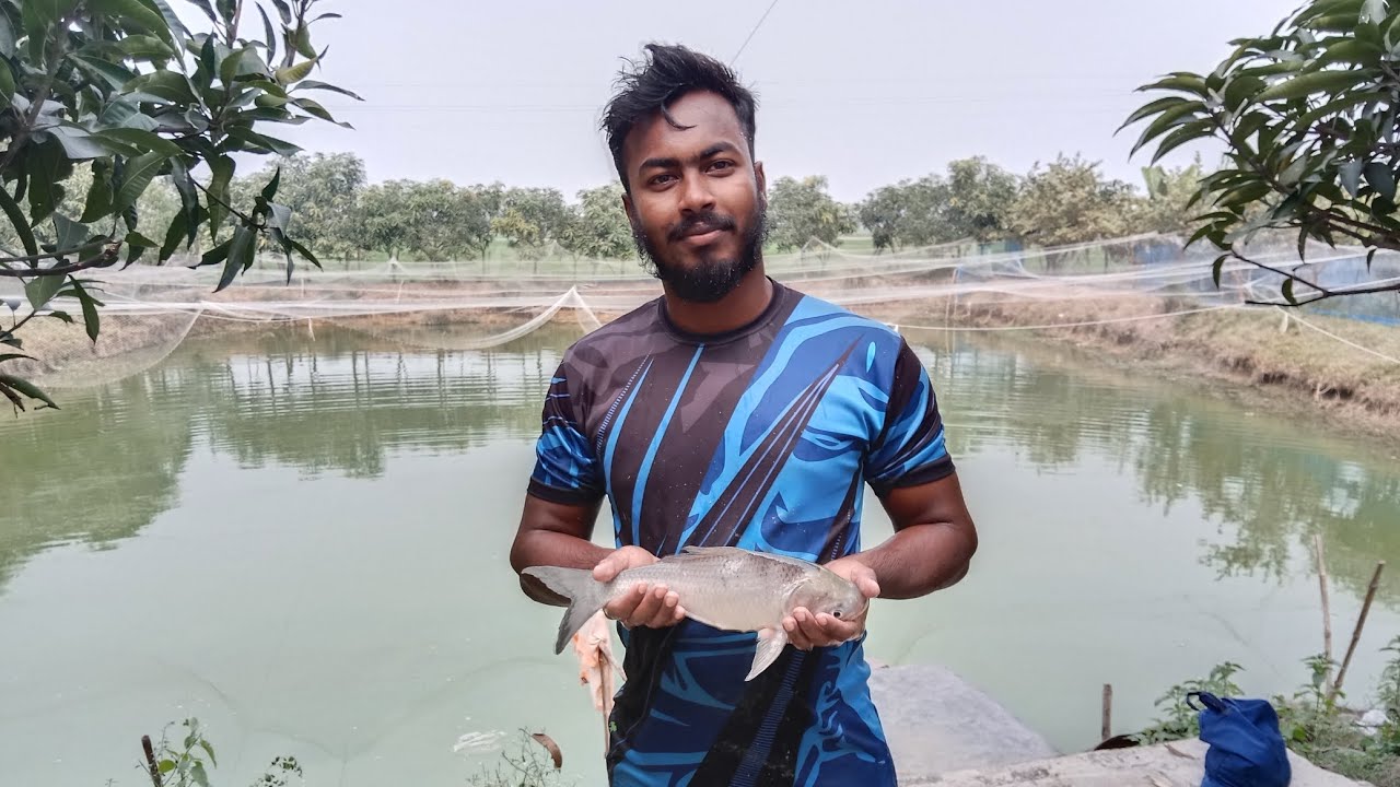 Catching Fish Using Hand Net Throwing in A Pond. - YouTube