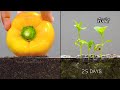 Growing bell pepper  time lapse