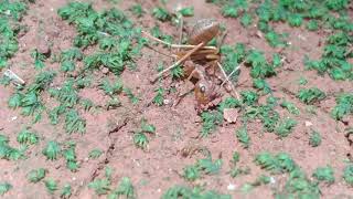 injured red ant