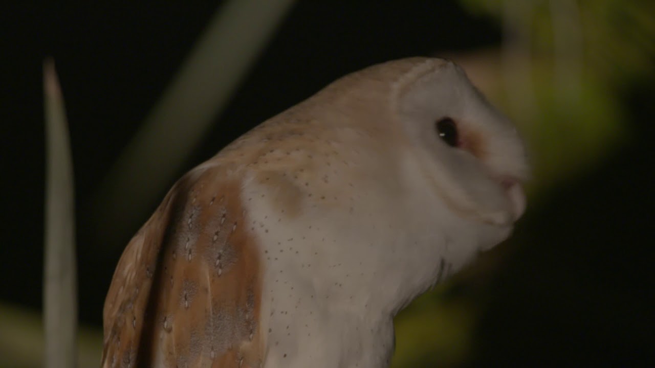 תנשמות באגמון החולה -     Barn owl