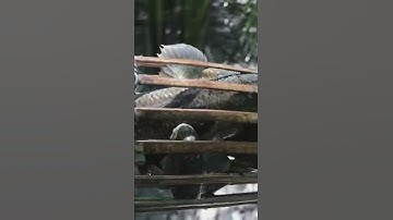 #Shorts Đặt Cá Thòi Lòi Khu Rừng Mắm, Một Cái 3 Em-@Đoàn 39 Vlog