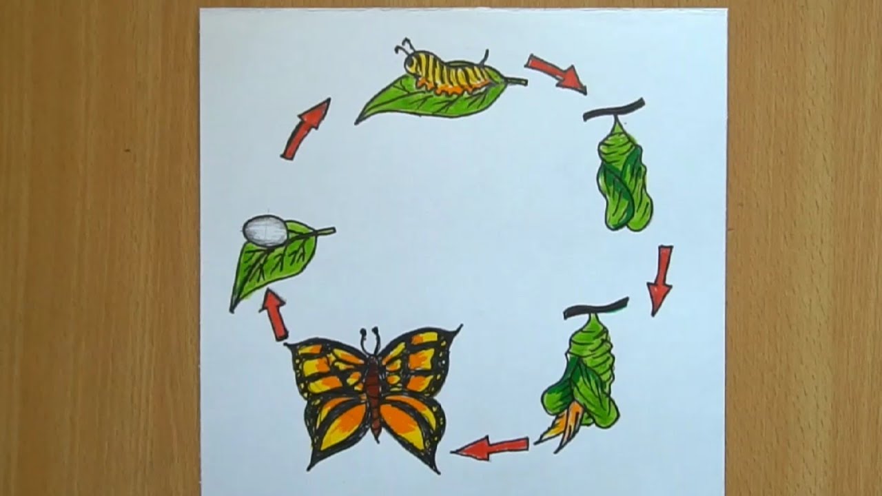 How to Draw Life Cycle of Butterfly | Science School Project ...