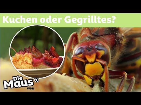 Video: Fressen Mäuse Insekten?