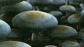 Thx Amazing Life Trailer But.......