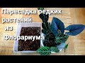 Пересадка редких растений из флорариума