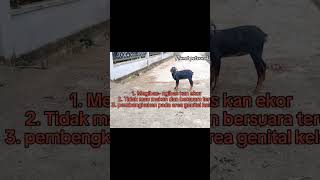 Tanda tanda kambing betina sedang birahi minta kawin