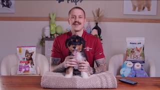 Why Mini Bernedoodles Are So Popular | Mini Bernedoodle Puppies for Sale in Texas