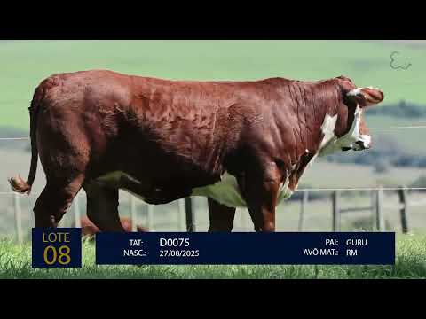 Lote 08C D0075 mp4