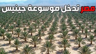 مصر تتفوق على السعودية في أكبر مزرعة تمور بالعالم