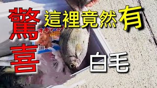 #布袋第三漁港 這邊魚種超豐富竟然有白毛和刺蔥  Fishing  台湾の釣り 낚시 câucá 爆釣 パチスロ