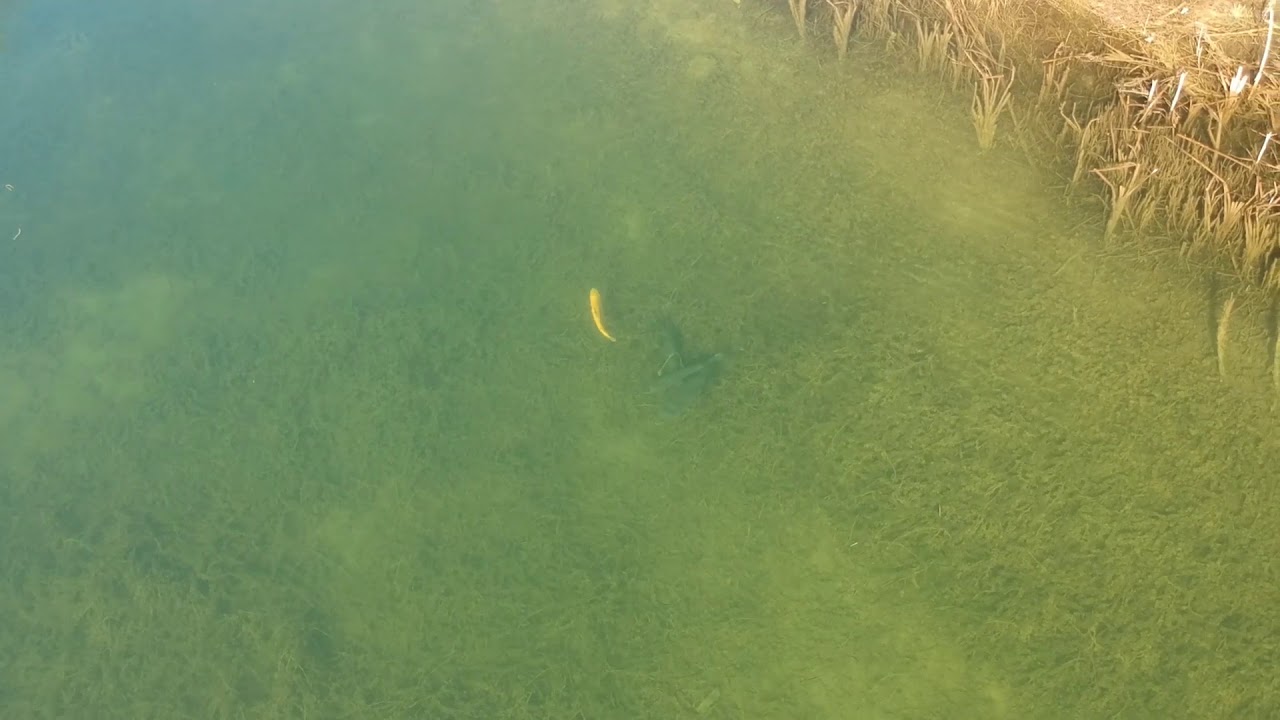 Hedensted Put & Take Drone optagelser af Fisk - YouTube