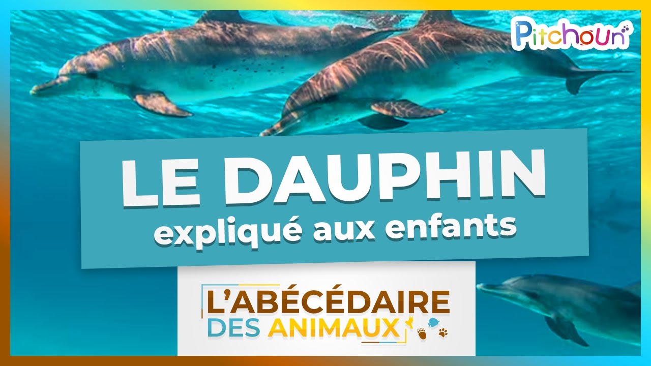 A la découverte du Dauphin l'Abécédaire des Animaux YouTube — free download