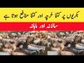 Goat farming yearly and monthly expenditure and profit  chakwal goat farm  majid shabbir