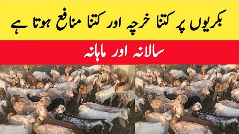 Goat farming yearly and monthly expenditure and profit | chakwal goat farm | majid shabbir