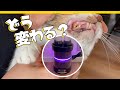 【アニマルウォーター３】猫のお口のメンテナンス。伝医水っていいの？