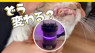 【アニマルウォーター３】猫のお口のメンテナンス。伝医水っていいの？
