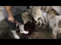 Mexican slaughterhouses - An investigation by Animal Equality
