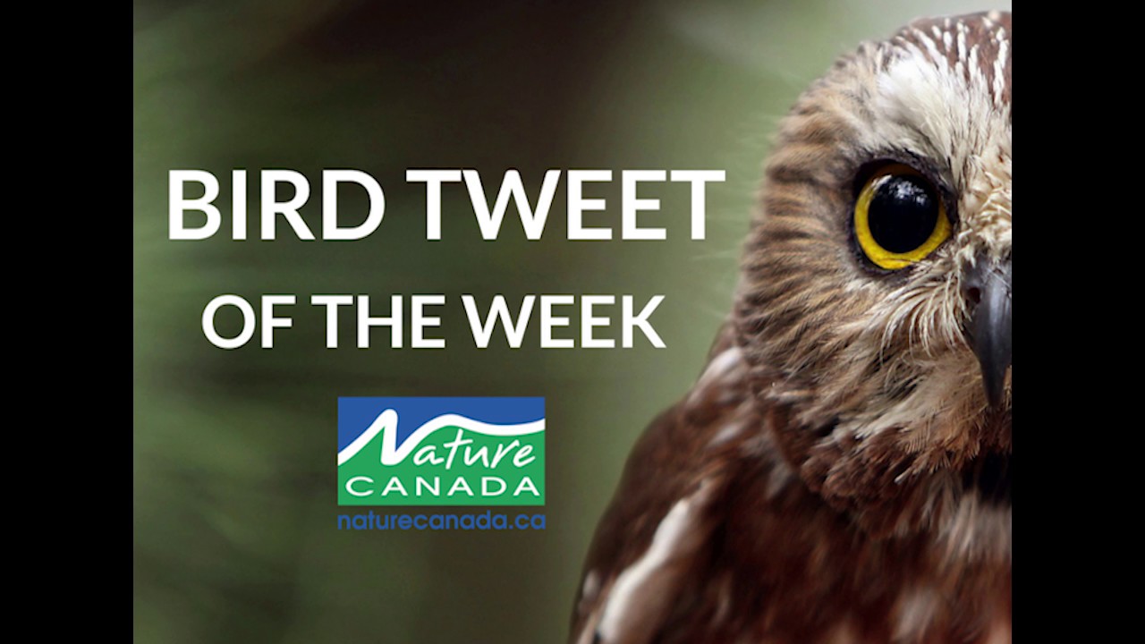 Red Winged Blackbird - Bird Tweet of the Week 