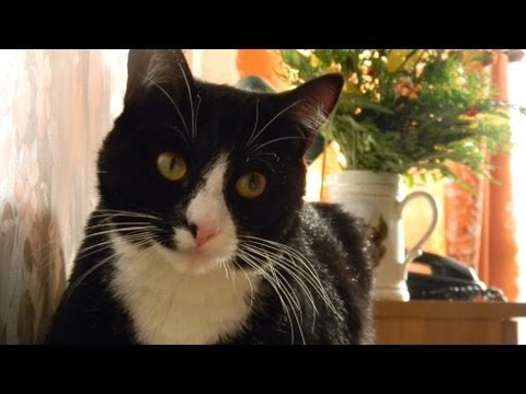 Жизнь и взросление кошки, хроника из жизни котэ.