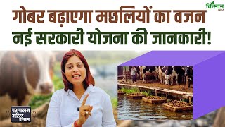 गोबर से बढ़ेगा मछलियों का वजन, मछली पालकों और गोशालाओं को बड़ा फायदा, नई सरकारी योजना। Cow Dung