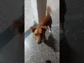 el perro más hermoso de el mundo y está castrado de bebé sino sería más grandote #dogs #dog #perro