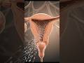 The Moment Life Begins 😳 (Fertilization 3D) #viral #shorts #animation
