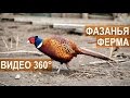 Панорамное видео 360° 4K. Фазанья ферма Русское Подворье.